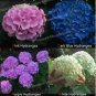 15 PCS Seeds Panicle Hydrangea Showy Heavy Blooms Small Shrub