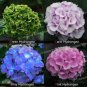 15 PCS Seeds Panicle Hydrangea Showy Heavy Blooms Small Shrub