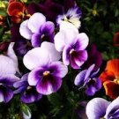 30 PCS Seeds Pansy Dark Blue White Petals Flower