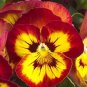 30 PCS Seeds Pansy Red Black Petals with Yellow Eye Flowers