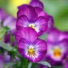 100 PCS Seeds Pansy Seeds Wavy Viola Tricolor Flower