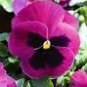 100 PCS Seeds Pansy Seeds Wavy Viola Tricolor Flower