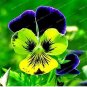 100 PCS Seeds Pansy Seeds Wavy Viola Tricolor Flower