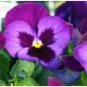 30 PCS Seeds Pansy Swiss Violet Flowers