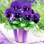 30 PCS Seeds Pansy Swiss Violet Flowers