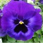 30 PCS Seeds Pansy Swiss Violet Flowers