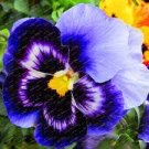 100 PCS Seeds Pansy Seeds Wavy Viola Tricolor Flower
