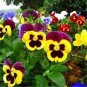 100 PCS Seeds Pansy Seeds Wavy Viola Tricolor Flower
