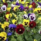 50 PCS Seeds Pansy Swiss Waved Mixed 50 PCS Seeds Pansy Swiss Waved Mixed