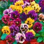 50 PCS Seeds Pansy Swiss Waved Mixed