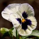 50 PCS Seeds Pansy Swiss White Black Flowers
