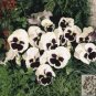 50 PCS Seeds Pansy Swiss White Black Flowers