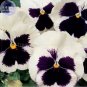 50 PCS Seeds Pansy Swiss White Black Flowers