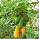 6 PCS Seeds Papaya Giant Long Tree Fruit