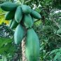 6 PCS Seeds Papaya Giant Long Tree Fruit