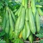 6 PCS Seeds Papaya Giant Long Tree Fruit