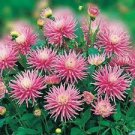 20 PCS Seeds Park Princess' Pink Spider Dahlia Pinnata Flower