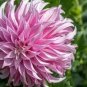 20 PCS Seeds Park Princess' Pink Spider Dahlia Pinnata Flower