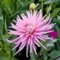20 PCS Seeds Park Princess' Pink Spider Dahlia Pinnata Flower