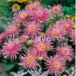 20 PCS Seeds Park Princess' Pink Spider Dahlia Pinnata Flower