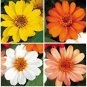 100 PCS Seeds Park Seed Profusion Single Flowered Zinnia Seed Collection