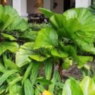 100 PCS Seeds Park's Glamorous Girl Mixed Garden Paetuni 100 PCS Seeds Park's Glamorous Girl Mixed Garden Paetuni