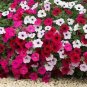 100 PCS Seeds Park's Glamorous Girl Mixed Garden Paetuni