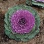 150 PCS Seeds Park's All-Purpose Blend Cabbage