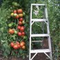 100 PCS Seeds Park's Whopper CR Improved Hybrid Tomato