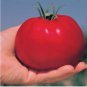 100 PCS Seeds Park's Whopper CR Improved Hybrid Tomato