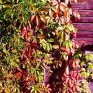 20 PCS Seeds Parthenocissus Quinquefolia Virginia Creeper 20 PCS Seeds Parthenocissus Quinquefolia Virginia Creeper