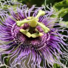 30 PCS Seeds Passiflora actinia Flower 30 PCS Seeds Passiflora actinia Flower