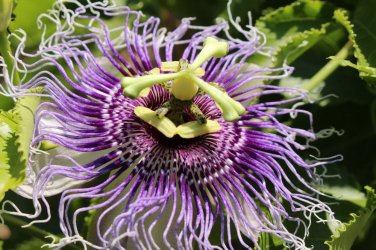 30 PCS Seeds Passiflora actinia Flower