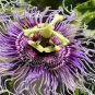 30 PCS Seeds Passiflora actinia Flower