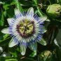 30 PCS Seeds Passiflora actinia Flower