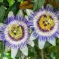 30 PCS Seeds Passiflora actinia Flower