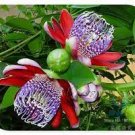 20 PCS Seeds Passiflora ambigua Rare Mountain Granadilla Flowers 20 PCS Seeds Passiflora ambigua Rare Mountain Granadilla Flowers