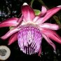 20 PCS Seeds Passiflora ambigua Rare Mountain Granadilla Flowers