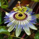 20 PCS Seeds Passiflora Caerulea Blue Passion Fruit Climbing flowers