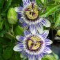 20 PCS Seeds Passiflora Caerulea Blue Passion Fruit Climbing flowers