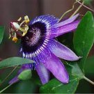 30 PCS Seeds Passiflora Caerulea Passion Fruit Flowers 30 PCS Seeds Passiflora Caerulea Passion Fruit Flowers