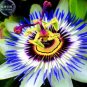 30 PCS Seeds Passiflora Caerulea Passion Fruit Flowers