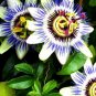 30 PCS Seeds Passiflora Caerulea Passion Fruit Flowers