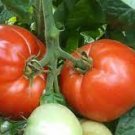100 PCS Seeds Park's Whopper CR Improved Tomato 100 PCS Seeds Park's Whopper CR Improved Tomato