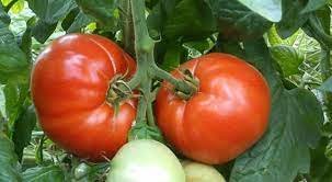 100 PCS Seeds Park's Whopper CR Improved Tomato