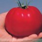 100 PCS Seeds Park's Whopper CR Improved Tomato
