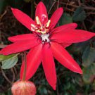 30 PCS Seeds Passiflora coccinea Red Passion Flower 30 PCS Seeds Passiflora coccinea Red Passion Flower