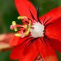 30 PCS Seeds Passiflora coccinea Red Passion Flower