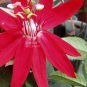 30 PCS Seeds Passiflora coccinea Red Passion Flower