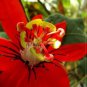 30 PCS Seeds Passiflora coccinea Red Passion Flower